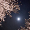 桜月