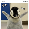 ペンギンさま