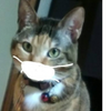 謎の猫