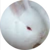 てん🐰