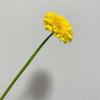 頭の中はお花畑