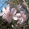 桜🌸