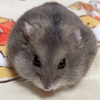 🎼まこちゃん🐹🎼