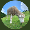 🐑羊