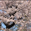 桜が咲く前に🌺💙