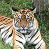 🐯トムちん🐯