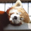 たろはる