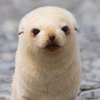 とねっこ