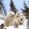 ふじまさ🐻‍❄️