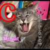 Dr.CAT私失敗しかしないので