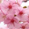 桜☀