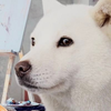 ソフト