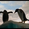 ペンギンのチャレンジ