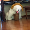 はんぷ🌸🥼