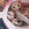 さぁちゃん