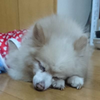 本日は､お日柄も良く.