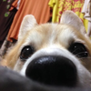 がじゅう