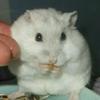 🌈🐹ぶっきんぐ😃🐹🐟