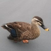 かもかもカモン