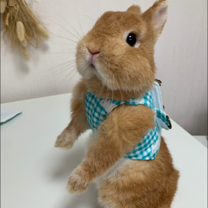 うさぎさん