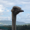 おにぎり