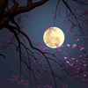 🌙🌸とっとろ夜桜配信卒業！