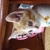 おたむん