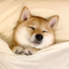 わん🐕 ͗ ͗