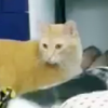 ユーザーアイコン