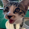 ハルナフリ