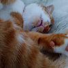 介介🐈🐾