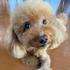 プーR🐶❤️
