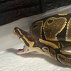 スミス🐍