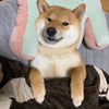 よしよし