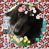 🚃💓ほのたん🌈🥩