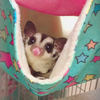 夏っ子アニマル🐹