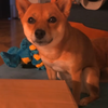 青森のおすもうさん🐶
