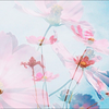 - ̗̀ 🌻  ̖́--ぴまり