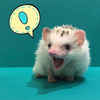 HARRYちゃんねる動物YouTber