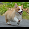 ぽち