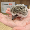 はりねずみん🦔🌟