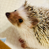 あんず🦔