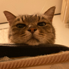 かん