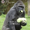ゴリラ【🍆】