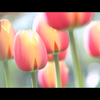 春🌷