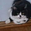 おにむしゃ