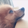 🐩❣️あかねちゃん🍇
