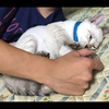 みのくん