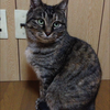 とりもぐ