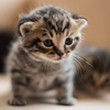 ねこ